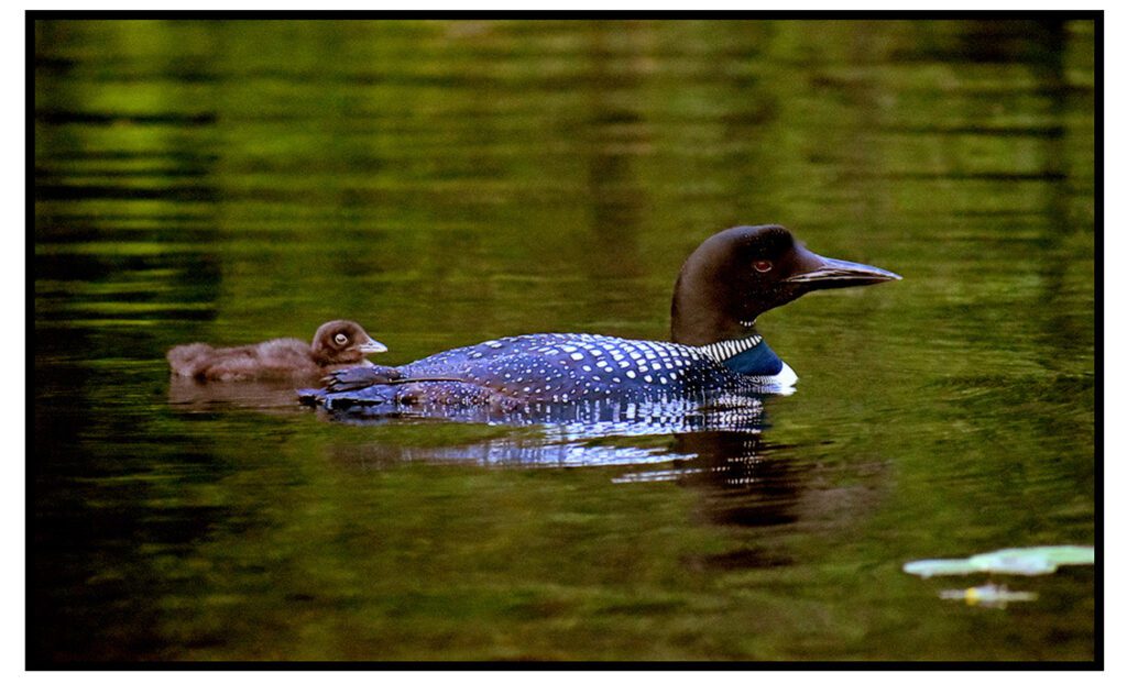 Loons
