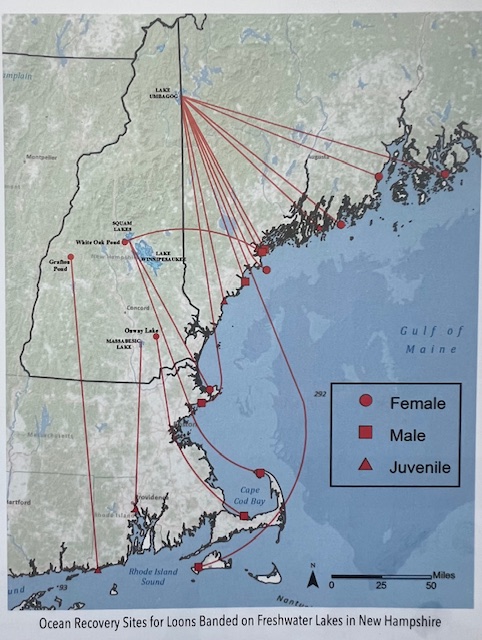 Loon Migration Map