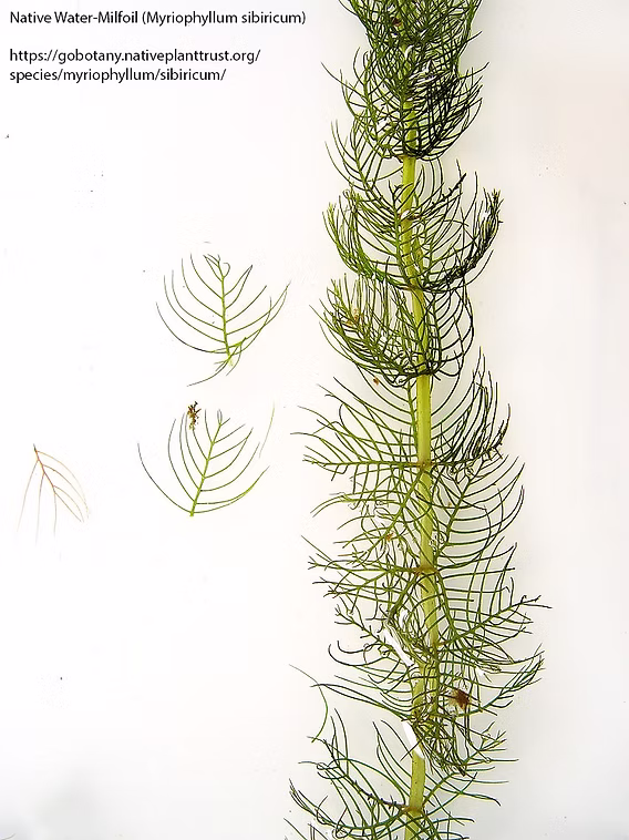 Native (non-invasive) milfoil Native milfoil