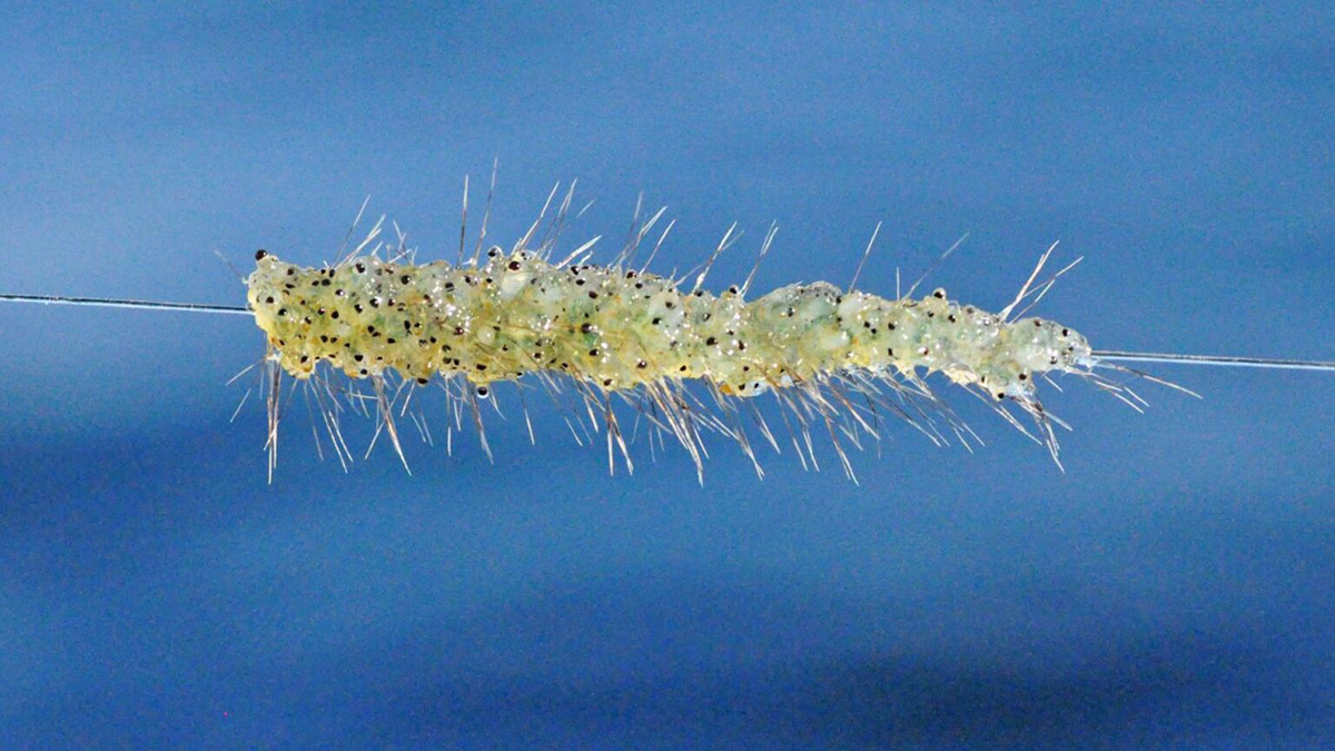 Dozens of spiny water fleas on a line.