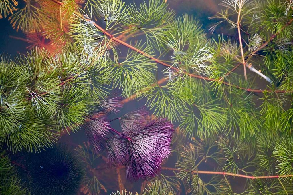 Fanwort