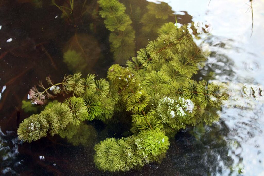 Fanwort